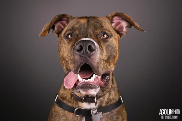 /Images/uploads/Humane Rescue Alliance/HRACalendarPhotoContest/entries/8671thumb.jpg